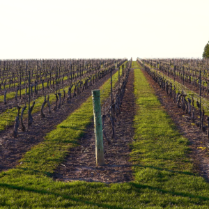 The vineyard, filled with orderly grapevines, extends far into the horizon, lit by the soft rays of early or late day.